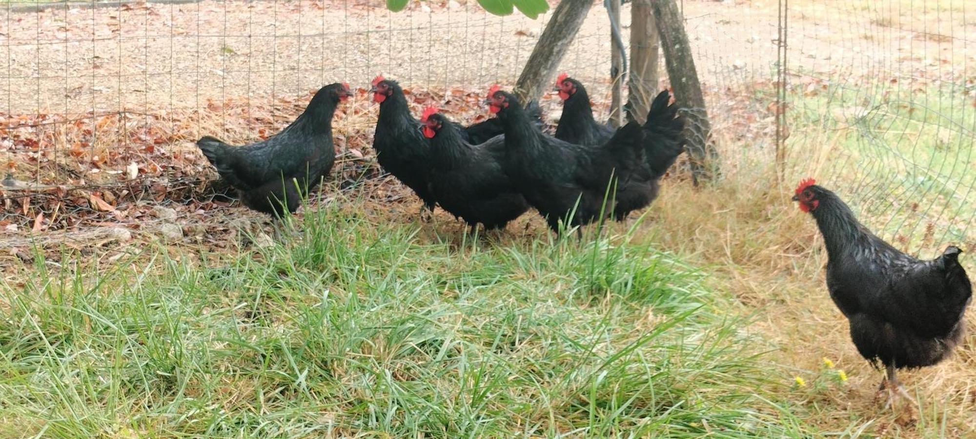 Gite "L'Herbier" Domaine De Fonpeyroune Conne-de-Labarde Buitenkant foto